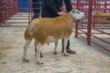 Lot 131 Sold for £800 from JM & SM Priestley Cracrop